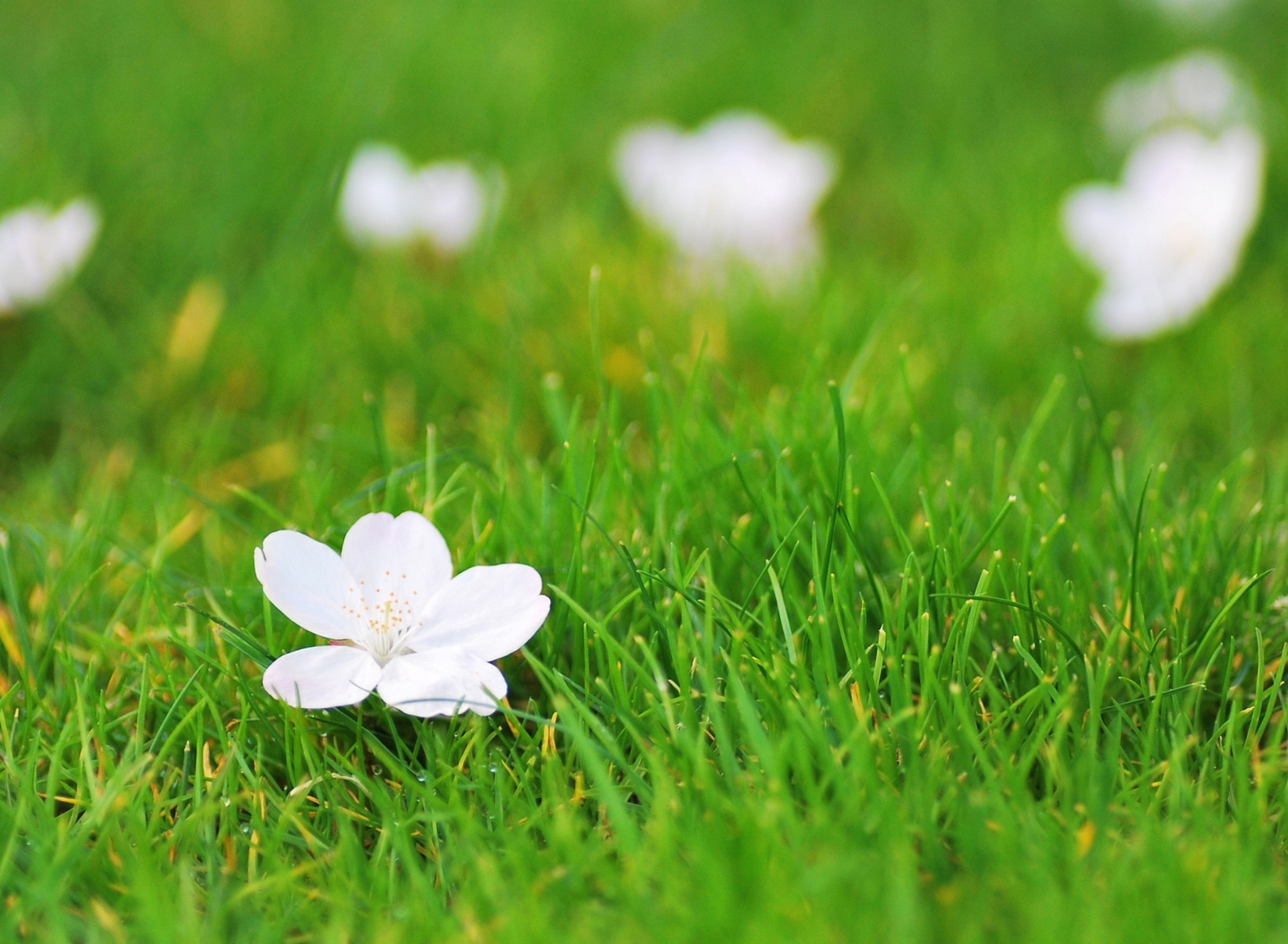 Sfondi White Flower On Green Grass 1920x1408