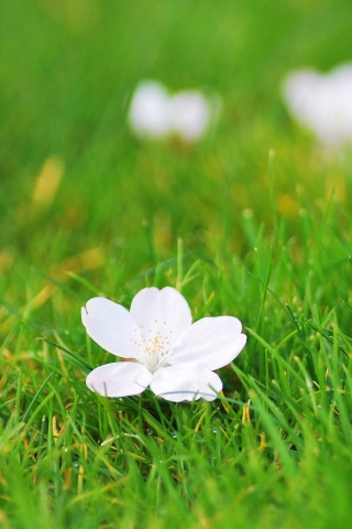 Das White Flower On Green Grass Wallpaper 320x480