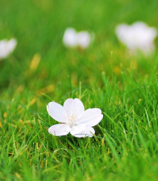 White Flower On Green Grass Background for 768x1280