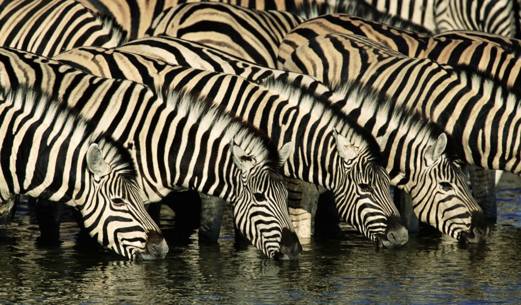 Обои Zebras Drinking Water 1024x600