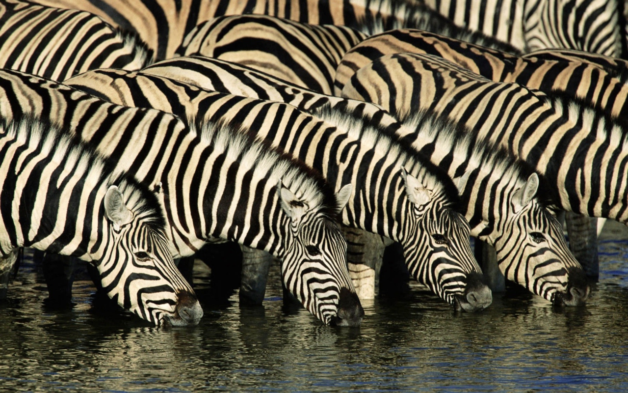 Das Zebras Drinking Water Wallpaper 1280x800