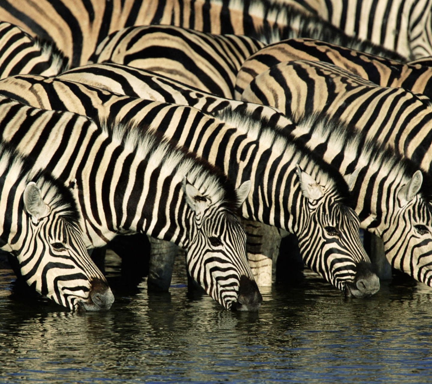 Das Zebras Drinking Water Wallpaper 1440x1280