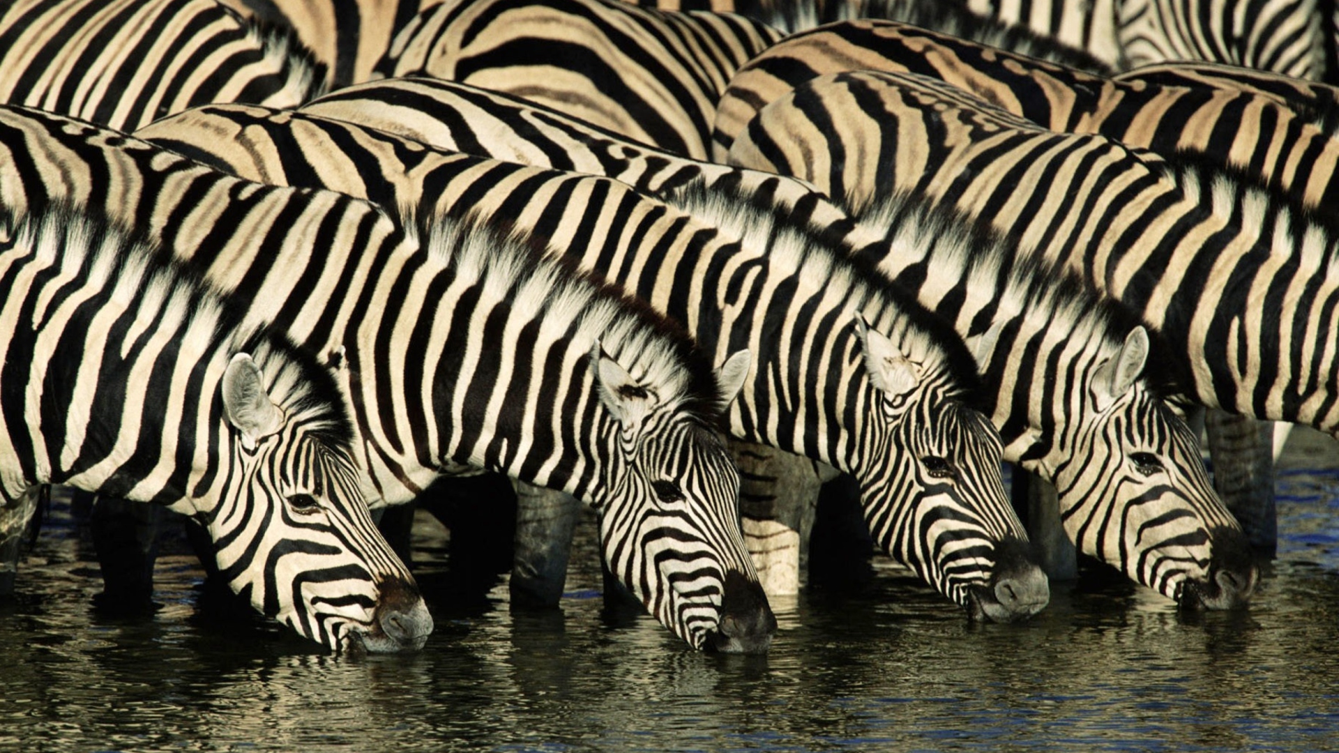 Обои Zebras Drinking Water 1920x1080