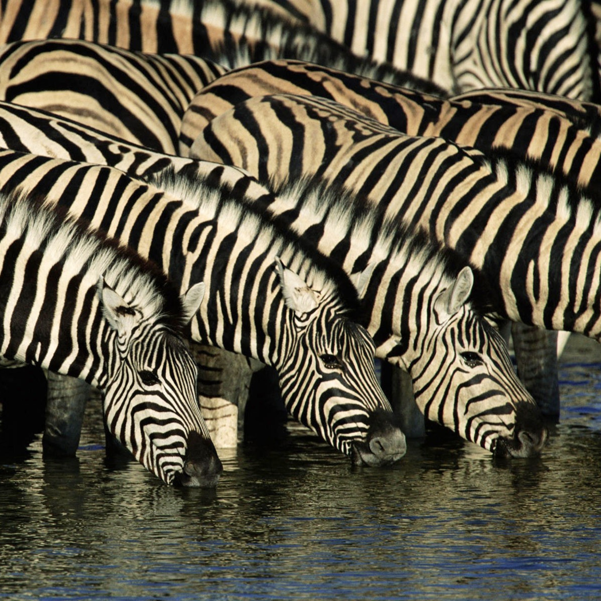 Обои Zebras Drinking Water 2048x2048