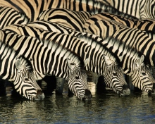 Fondo de pantalla Zebras Drinking Water 220x176