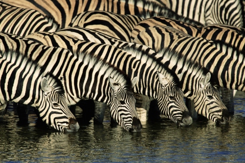 Обои Zebras Drinking Water 480x320