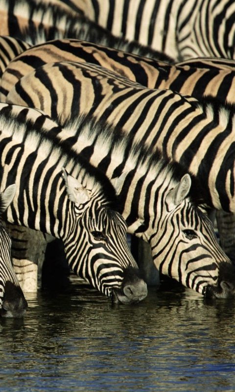 Fondo de pantalla Zebras Drinking Water 480x800