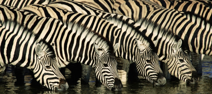 Screenshot №1 pro téma Zebras Drinking Water 720x320