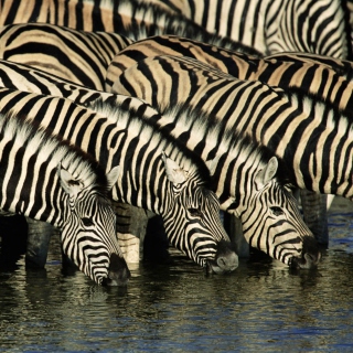 Zebras Drinking Water sfondi gratuiti per iPad