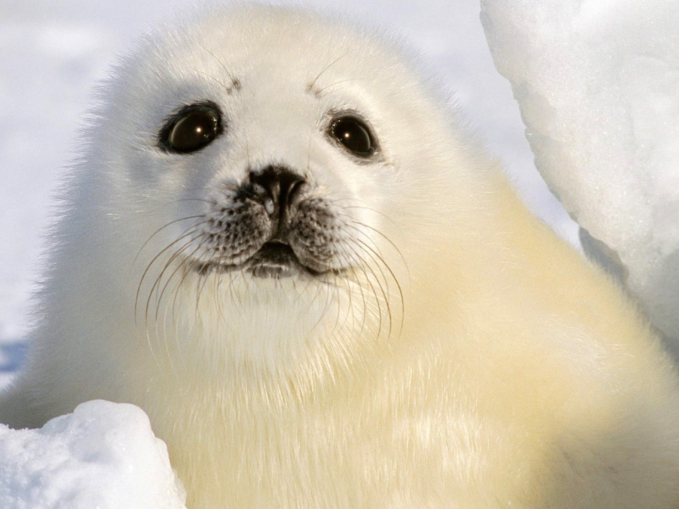 Baby Seal wallpaper 1400x1050