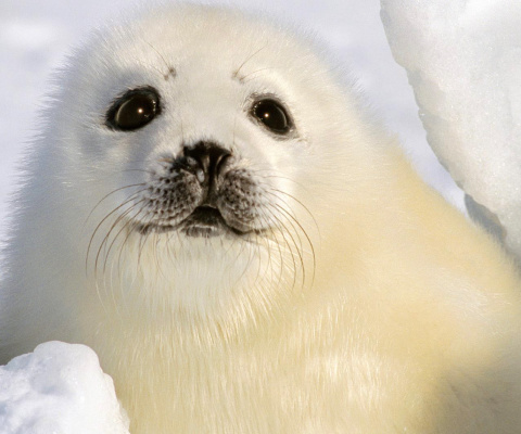 Обои Baby Seal 480x400