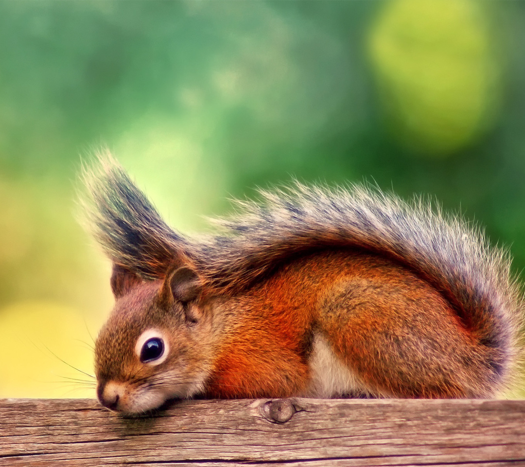 Fondo de pantalla American red squirrel 1080x960