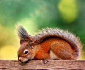 American red squirrel screenshot #1 176x144