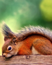 Обои American red squirrel 176x220