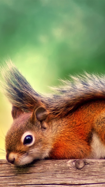 Screenshot №1 pro téma American red squirrel 360x640