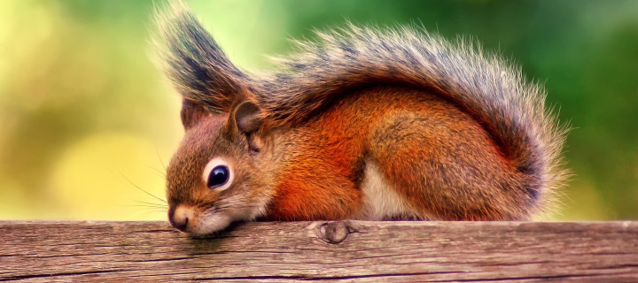 Sfondi American red squirrel 720x320