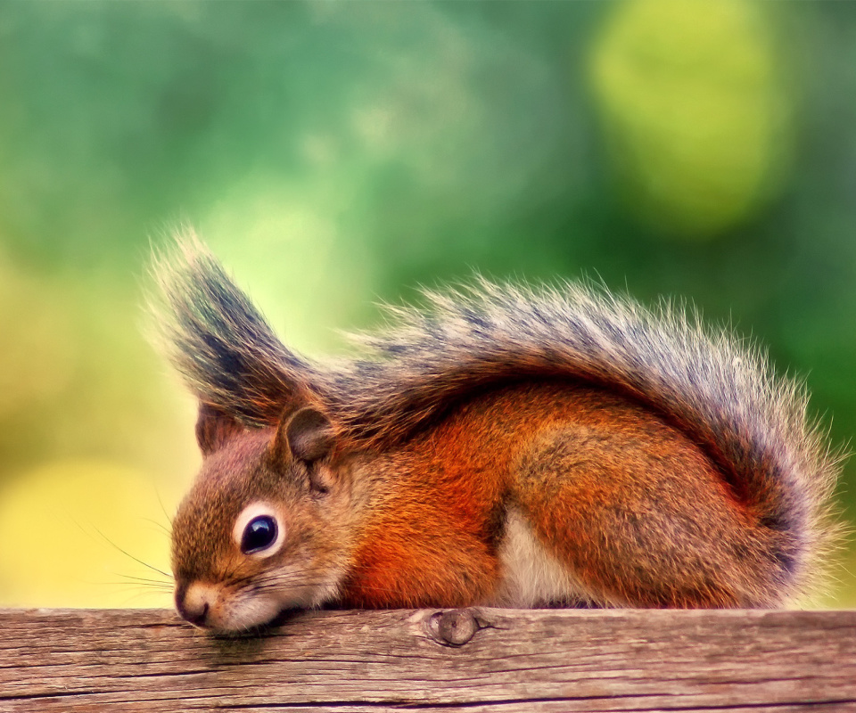 American red squirrel wallpaper 960x800