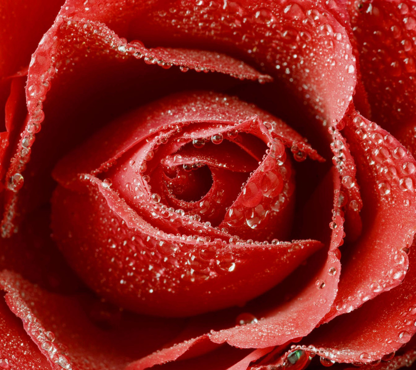 Das Big Red Rose Wallpaper 1440x1280