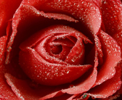 Fondo de pantalla Big Red Rose 176x144