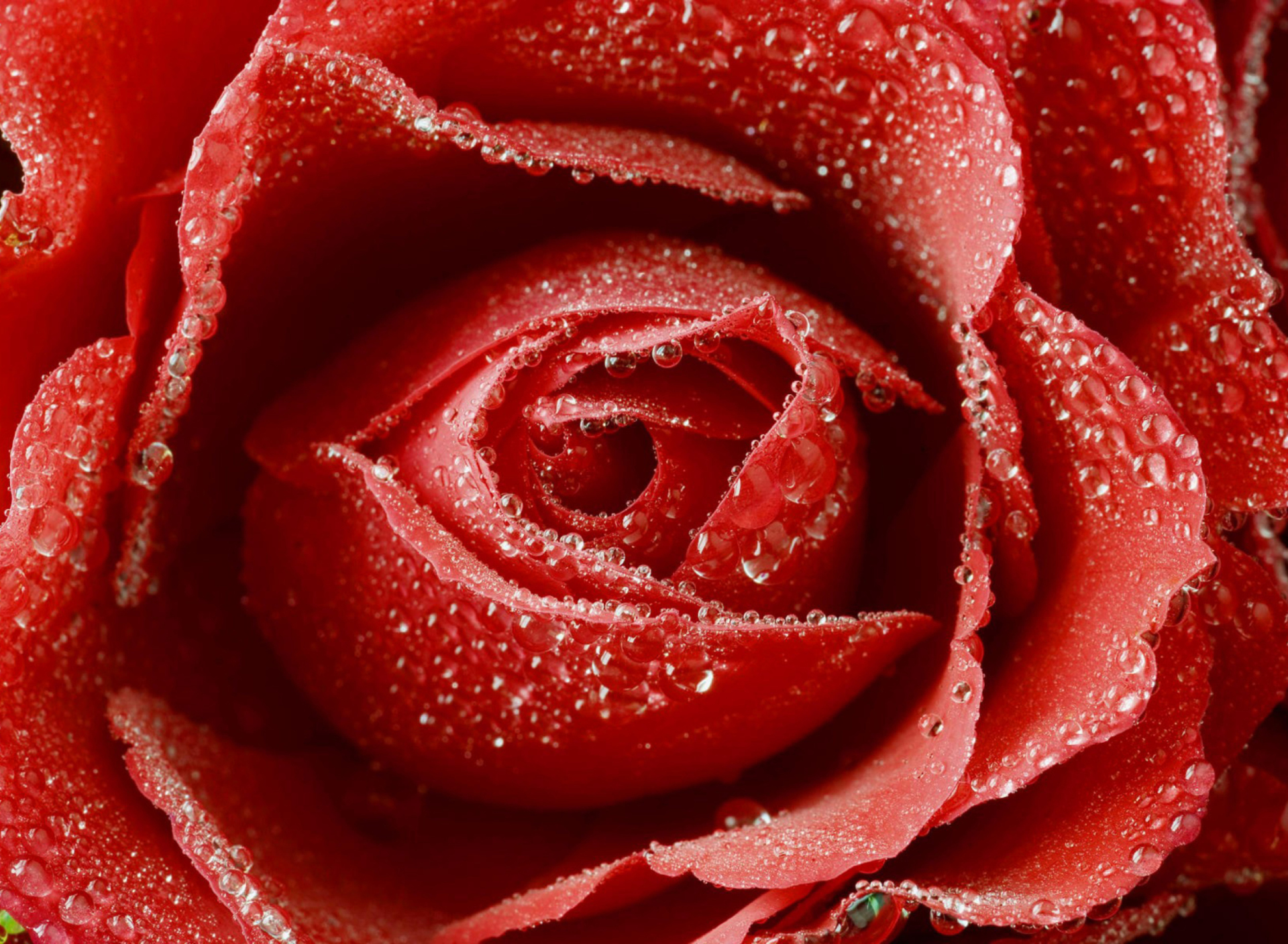 Обои Big Red Rose 1920x1408
