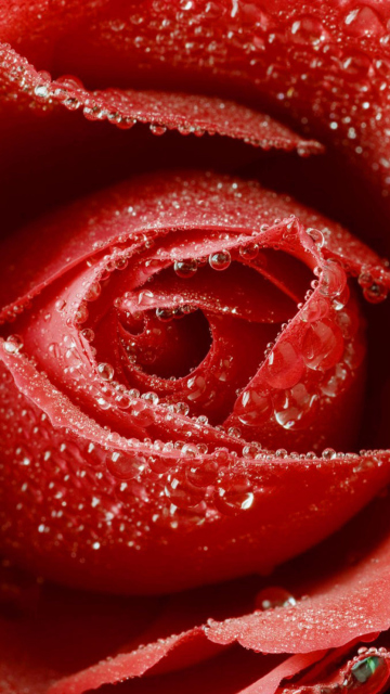 Big Red Rose screenshot #1 360x640