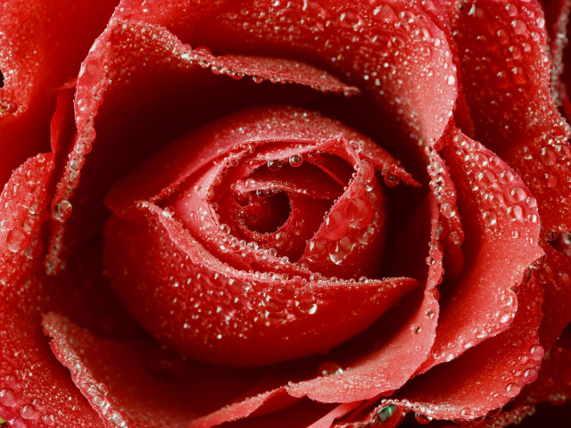 Fondo de pantalla Big Red Rose 640x480