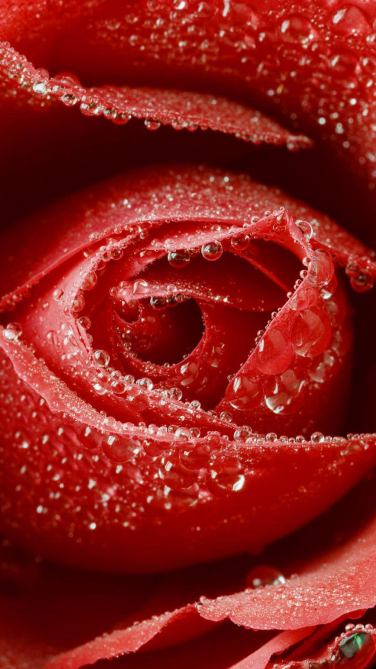 Big Red Rose screenshot #1 750x1334