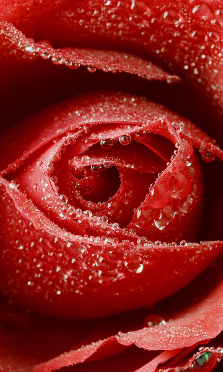 Sfondi Big Red Rose 768x1280
