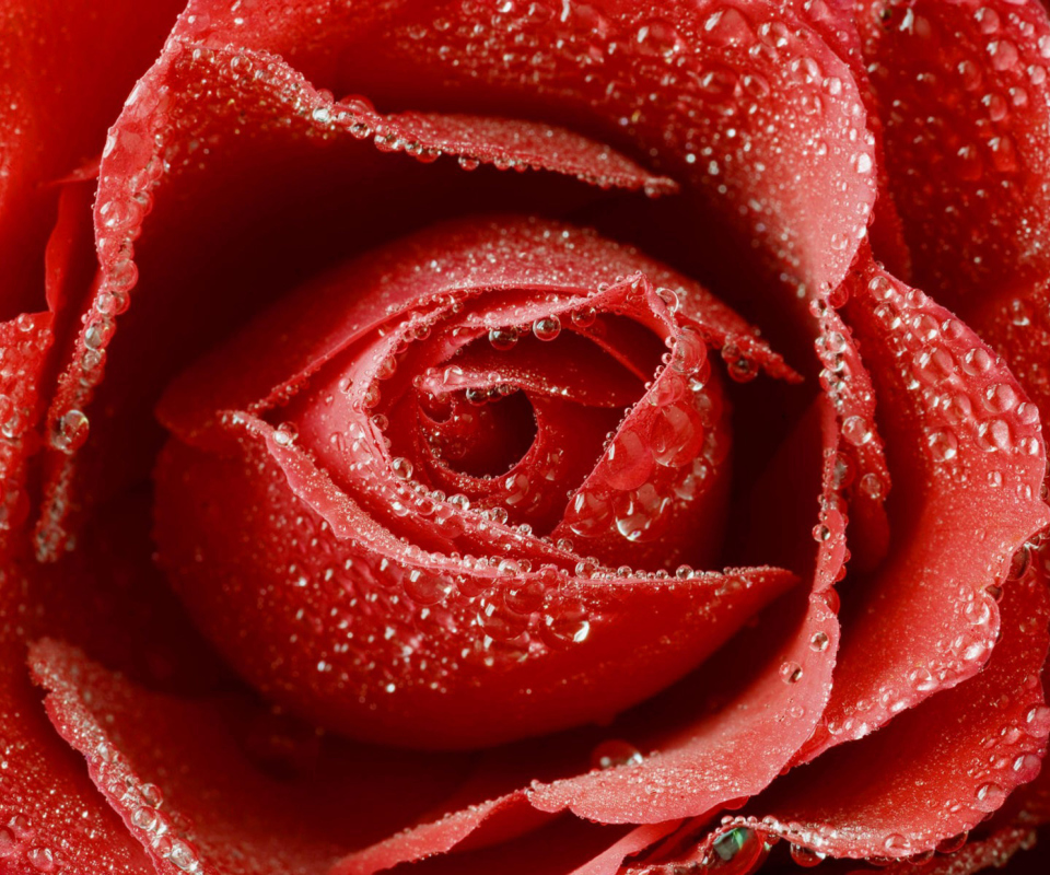 Das Big Red Rose Wallpaper 960x800