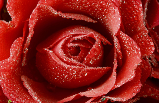 Big Red Rose - Obrázkek zdarma 