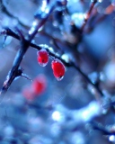 Screenshot №1 pro téma Two Frozen Berries 128x160