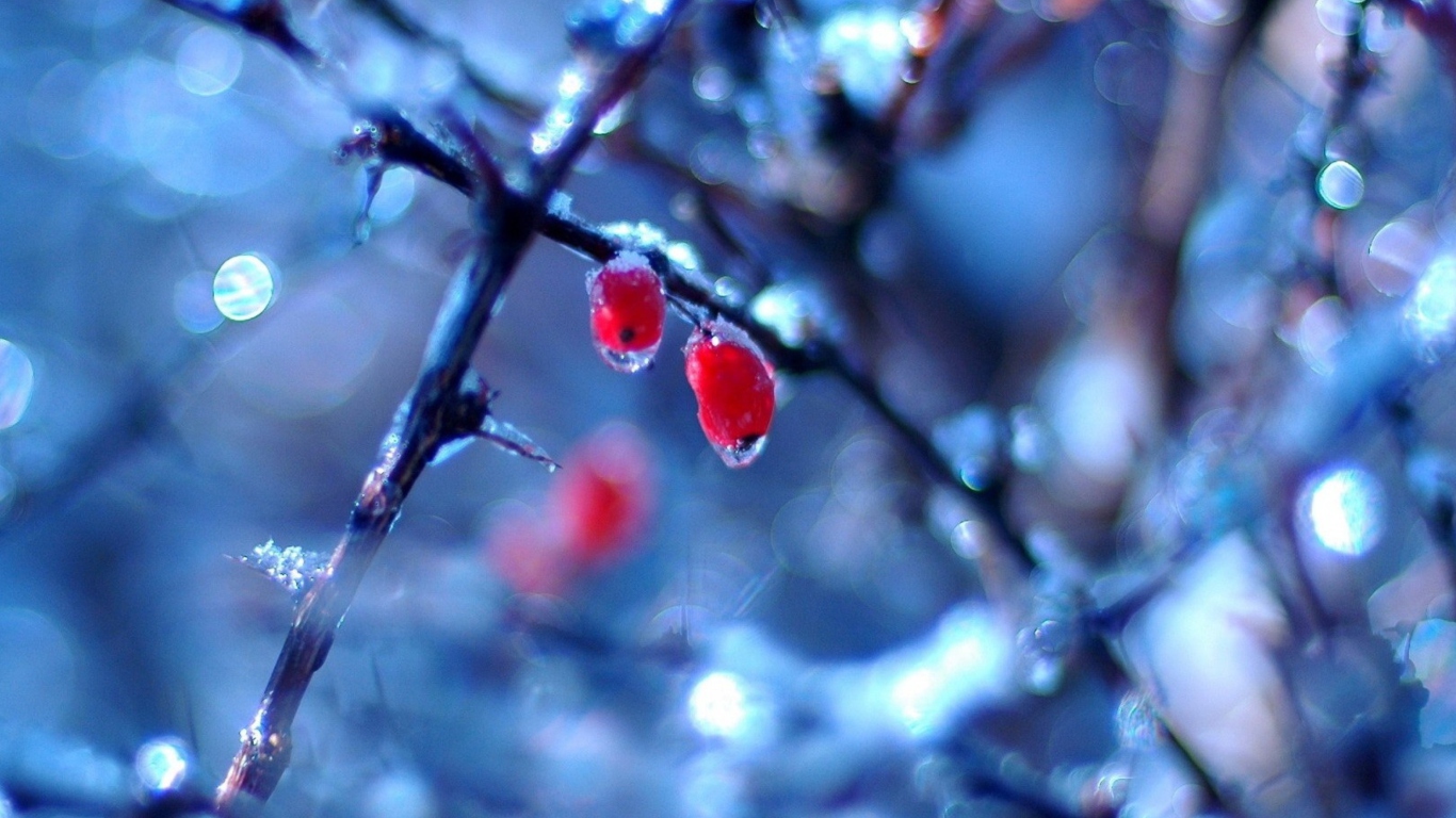 Screenshot №1 pro téma Two Frozen Berries 1366x768