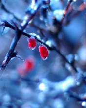 Screenshot №1 pro téma Two Frozen Berries 176x220