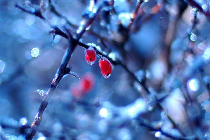 Two Frozen Berries wallpaper