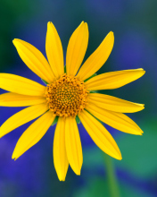 Yellow Flower screenshot #1 176x220