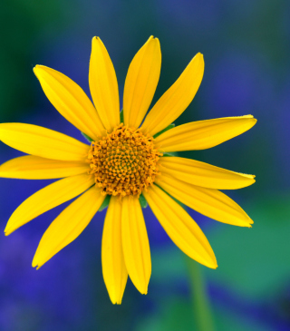 Yellow Flower - Obrázkek zdarma pro Nokia Lumia 1020