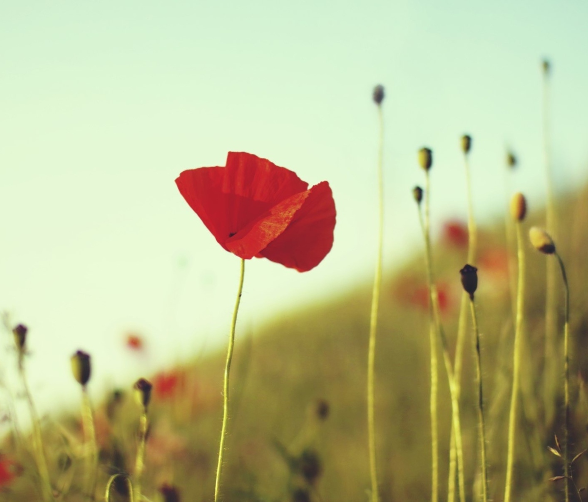 Fondo de pantalla Red Poppy 1200x1024