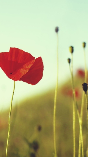 Das Red Poppy Wallpaper 360x640