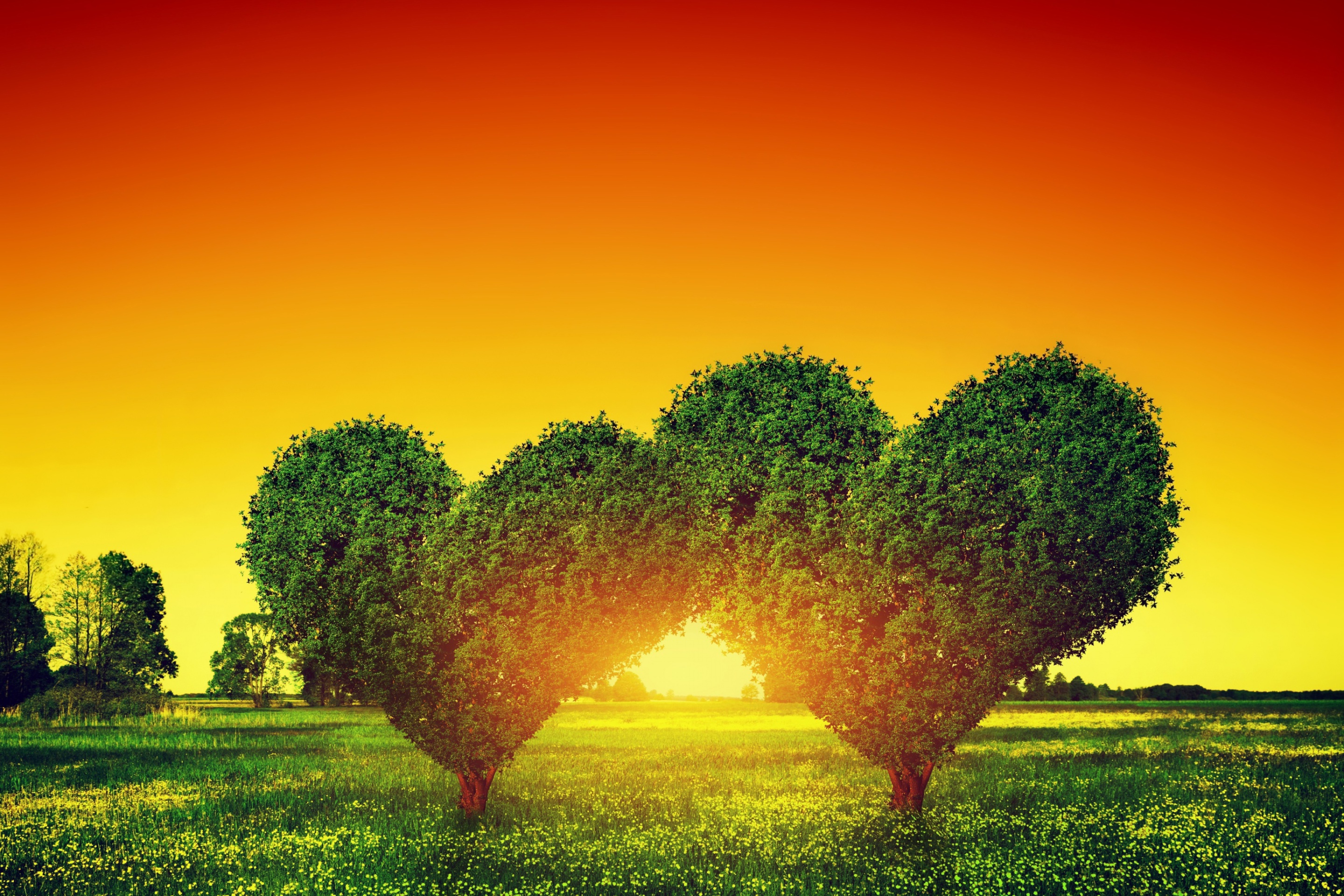 Heart Green Tree wallpaper 2880x1920