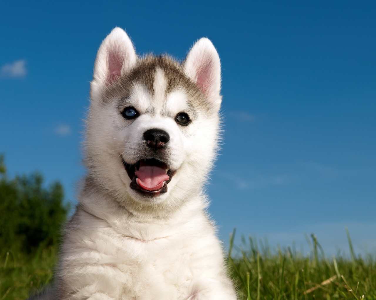 Screenshot №1 pro téma Husky Puppy 1280x1024