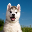 Screenshot №1 pro téma Husky Puppy 128x128