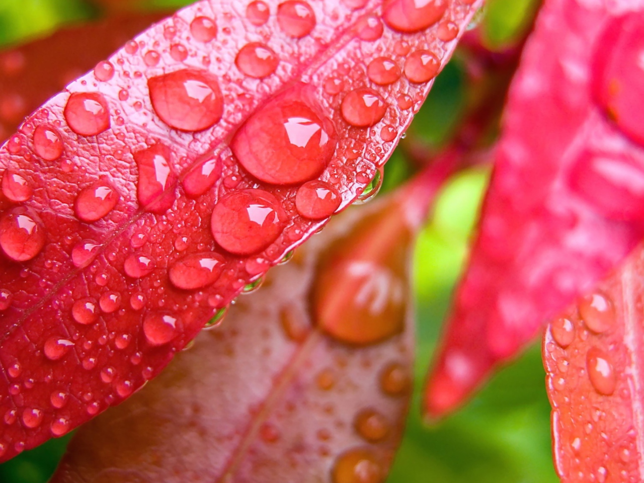 Water Drops On Leaves wallpaper 1280x960