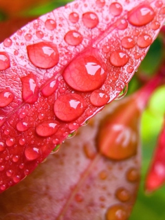 Water Drops On Leaves wallpaper 240x320