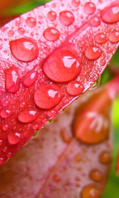 Das Water Drops On Leaves Wallpaper 240x400