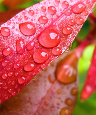 Water Drops On Leaves - Obrázkek zdarma pro Nokia X3-02