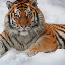 Siberian Tiger screenshot #1 128x128