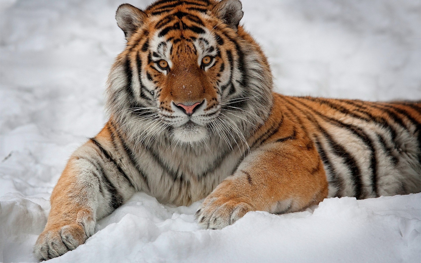 Screenshot №1 pro téma Siberian Tiger 1440x900