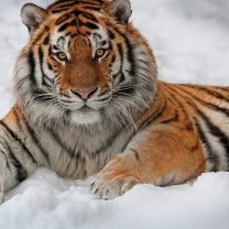 Siberian Tiger screenshot #1 208x208