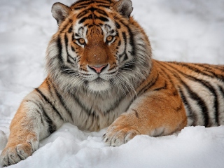 Das Siberian Tiger Wallpaper 320x240