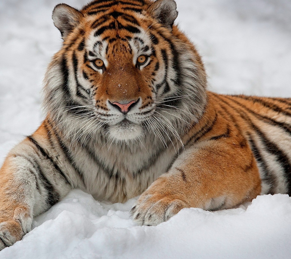 Siberian Tiger wallpaper 960x854